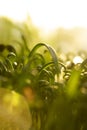 Bright green grass on a background of the sun. Macro shooting. Copy space