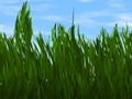 Bright green grass on a blue sky backgrounds Royalty Free Stock Photo