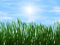 Bright green grass on a blue sky sunbeam backgrounds Royalty Free Stock Photo