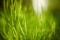 Bright green grass blurred close up. Natural background texture Royalty Free Stock Photo