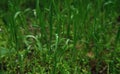 Minimalist screensaver with elements of nature and the environment. Bright green grass with dew drops close up. Macrophotography Royalty Free Stock Photo