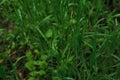 Minimalist screensaver with elements of nature and the environment. Bright green grass with dew drops close up. Macrophotography Royalty Free Stock Photo