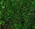 Minimalist screensaver with elements of nature and the environment. Bright green grass with dew drops close up. Macrophotography Royalty Free Stock Photo