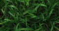 Minimalist screensaver with elements of nature and the environment. Bright green grass with dew drops close up. Macrophotography Royalty Free Stock Photo