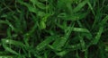 Minimalist screensaver with elements of nature and the environment. Bright green grass with dew drops close up. Macrophotography Royalty Free Stock Photo