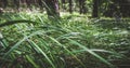 Bright green grass flattened from the wind in a dense coniferous forest with a blurred background Royalty Free Stock Photo