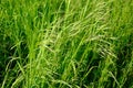 bright green grass in the garden. Slow camera movement, the movement of tall grass in the wind