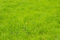 Bright green grass on the lawn, background wallpaper texture banner. Lawn grass, no people Royalty Free Stock Photo