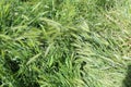 Bright green grass spikes on the spring lawn on a sunny day