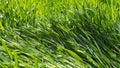 Bright green grass texture with water drops after rain Royalty Free Stock Photo