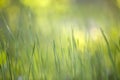 Bright green grass, thin blades growing on blurred green bokeh grassy background on sunny spring or summer day. Beauty of natural Royalty Free Stock Photo