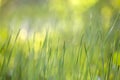 Bright green grass, thin blades growing on blurred green bokeh grassy background on sunny spring or summer day. Beauty of natural Royalty Free Stock Photo