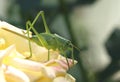 Green grasshopper on rose