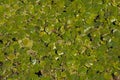 Bright green greater duckweed background - Spirodela polyrhiza Royalty Free Stock Photo