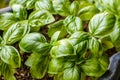 Growing basil plants, top view. Gardening, fresh greens.