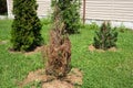 Bright green growing and brown dry dead thujas schrub in big concrete pots at sidewalk against grey building wall on Royalty Free Stock Photo