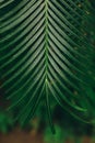 Bright green hanging palm leaf