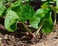 Bright green heart shaped leaves and unusual purple flower of a wild ginger plant in a spring forest. Royalty Free Stock Photo