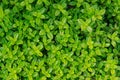 Bright Green Herbs Background