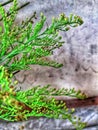 The bright green horseweed plant has many very small flower buds