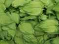 bright green hosta leaves with thirst-quenching droplets of water Royalty Free Stock Photo