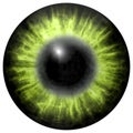 bright green human eye with middle pupil and dark retina. Dark colorful iris around pupil, detail view into eye bulb. Royalty Free Stock Photo