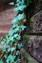 Bright green ivy and moss on the Stone Wall and wooden stairs Royalty Free Stock Photo