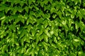 Bright green ivy wall texture. Hedera helix fresh shiny lush foliage. Background Royalty Free Stock Photo