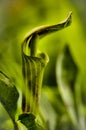 Bright green Jack in the Pulpit wildflower. Royalty Free Stock Photo