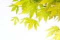 Bright green Japanese maple leaves background Royalty Free Stock Photo