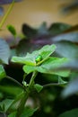 Green Jewel bug (Scutelleridae) on a plant leave Royalty Free Stock Photo