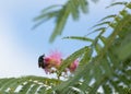 Green june bug on pink mimosa flower with blue sky in the background Royalty Free Stock Photo