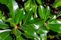 Bright green large leaves of magnolia with a glint of sunlight