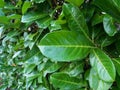 Bright Green Laurel hedging Prunus laurocerasus