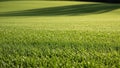 Expansive green lawn with sharp shadows cast by unseen trees in the bright sunlight creating a textured surface Royalty Free Stock Photo
