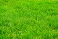 Bright green lawn, grass, lawn for games