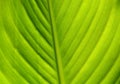 Green leaf, close up abstract background Royalty Free Stock Photo