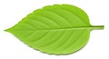 Bright green leaf displayed against a white background. The leaf is ovate in shape Royalty Free Stock Photo