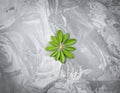 Bright Green Leaf on Marble Textured Background Top View Flat Lay Style Royalty Free Stock Photo