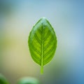 A bright green leaf, possibly basil (Ocimum basilicum), is centered against a smooth Royalty Free Stock Photo