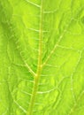 Bright green leaf on the skylight, background