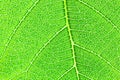 Bright green leaf texture background