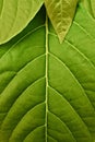 Bright green leaf texture close-up