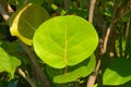 A bright green leaf, with a tree`s shape in its veins, from a lush Thai garden park.