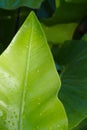 A bright green leaf, wet from the rain, standing out from a darker leafy background, in a lush green Thai park.
