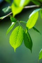 Bright green leafs