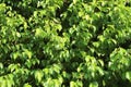 Bright Green Leafs Royalty Free Stock Photo