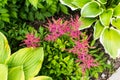 Bright green leafs of hosta and pink red Astilbe flowers Royalty Free Stock Photo