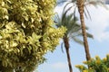 Bright Green Leafs and palms Royalty Free Stock Photo