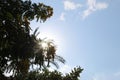 Bright Green Leafs and sunny sky Royalty Free Stock Photo